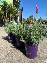 Lavender Fairy Wings 'Radiance'