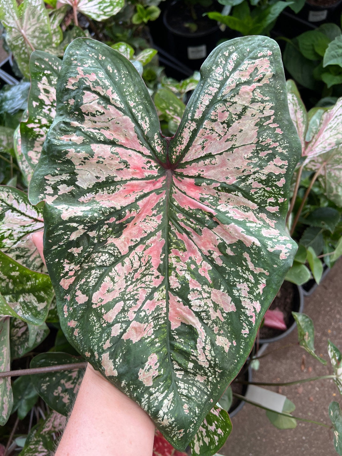 Caladium 'Florida Elise' - Ladybird Nursery