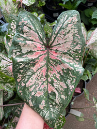 Caladium 'Florida Elise' - Ladybird Nursery