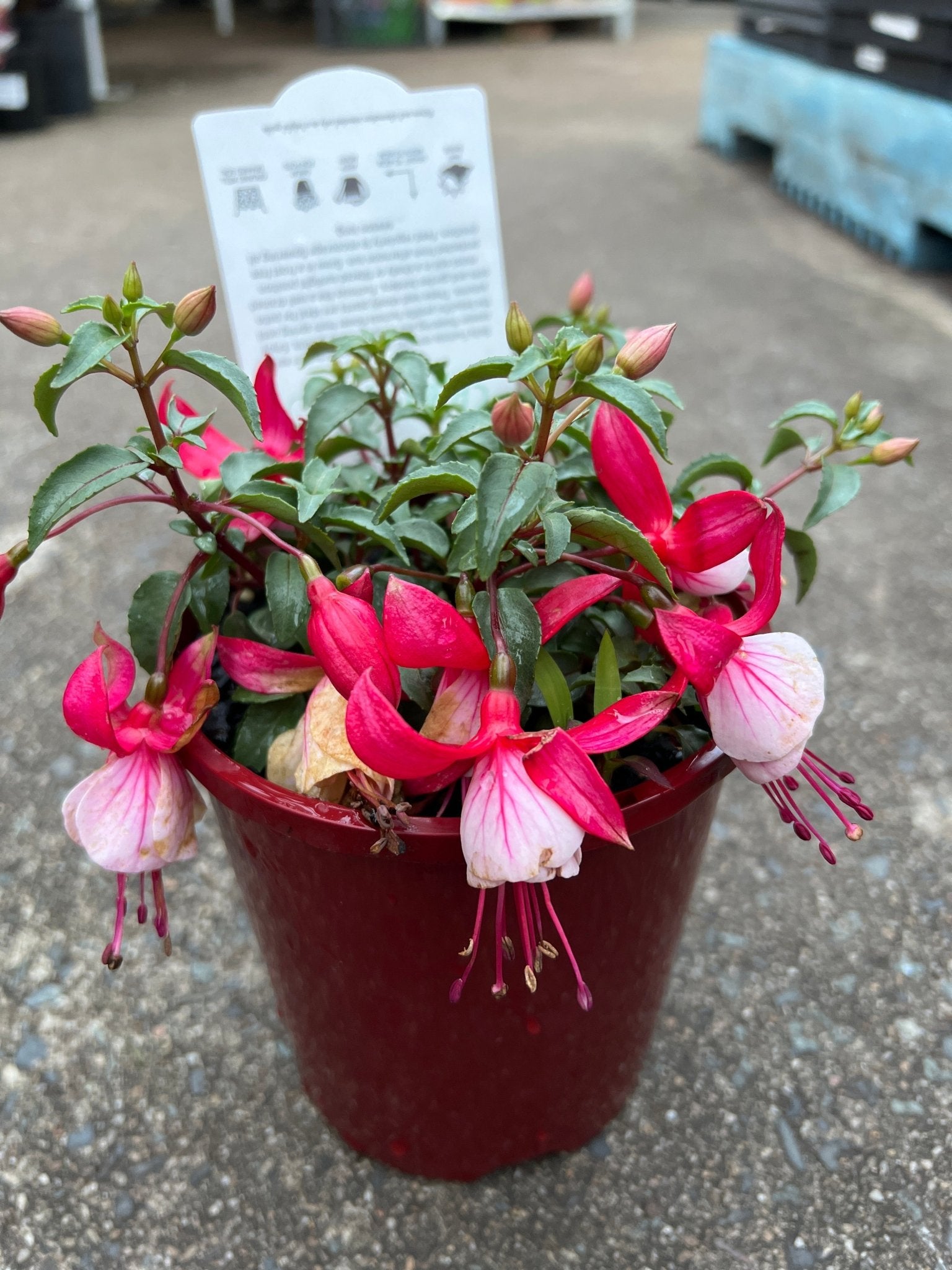 Fuchsia 'Bella Hilda' - Ladybird Nursery