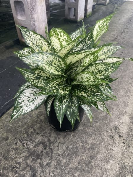 Aglaonema ‘Thai Snowflake’ - Ladybird Nursery