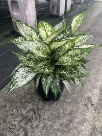Aglaonema ‘Thai Snowflake’ - Ladybird Nursery