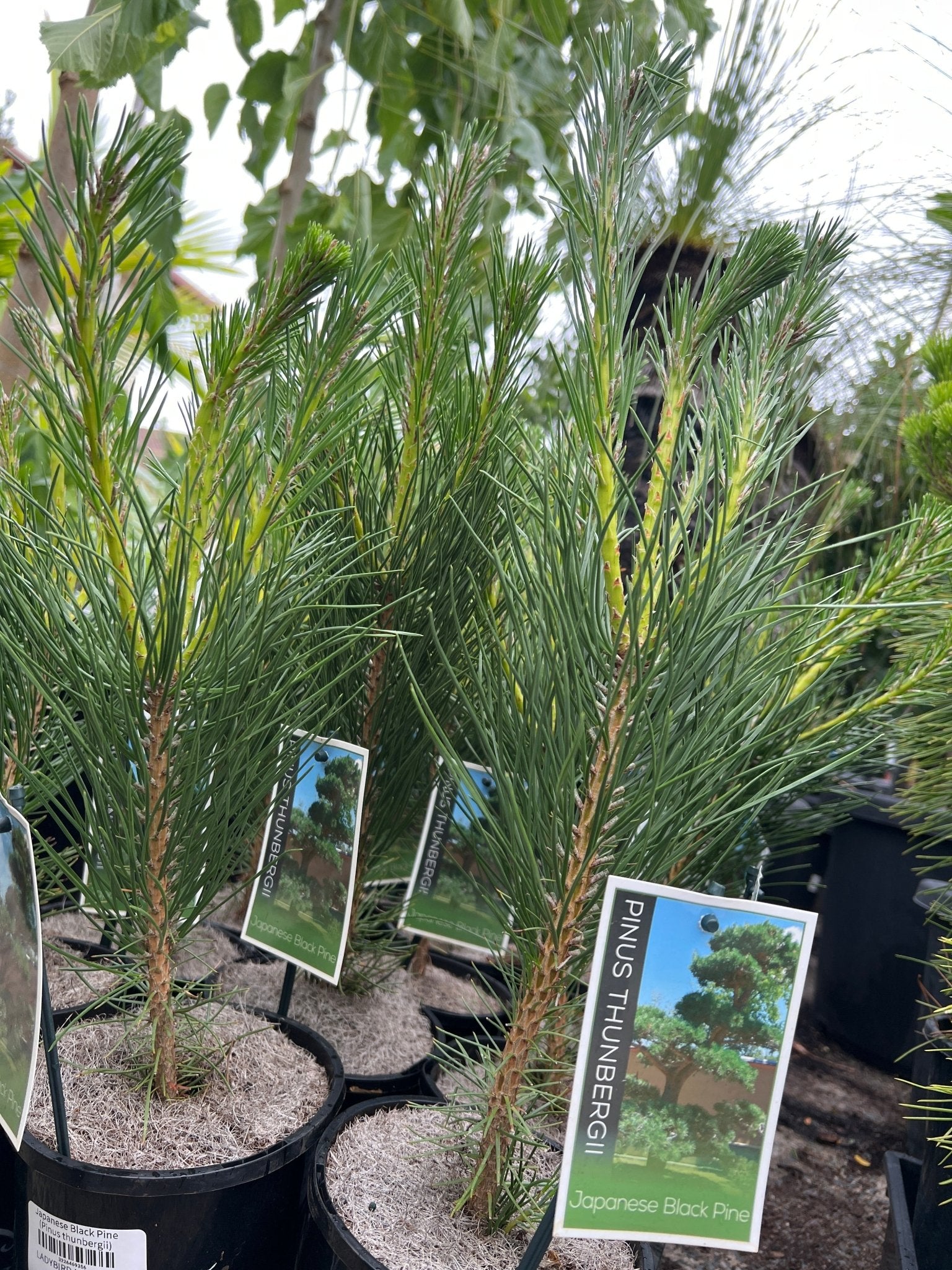 Japanese Black Pine (Pinus thunbergii) - Ladybird Nursery