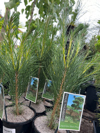 Japanese Black Pine (Pinus thunbergii) - Ladybird Nursery