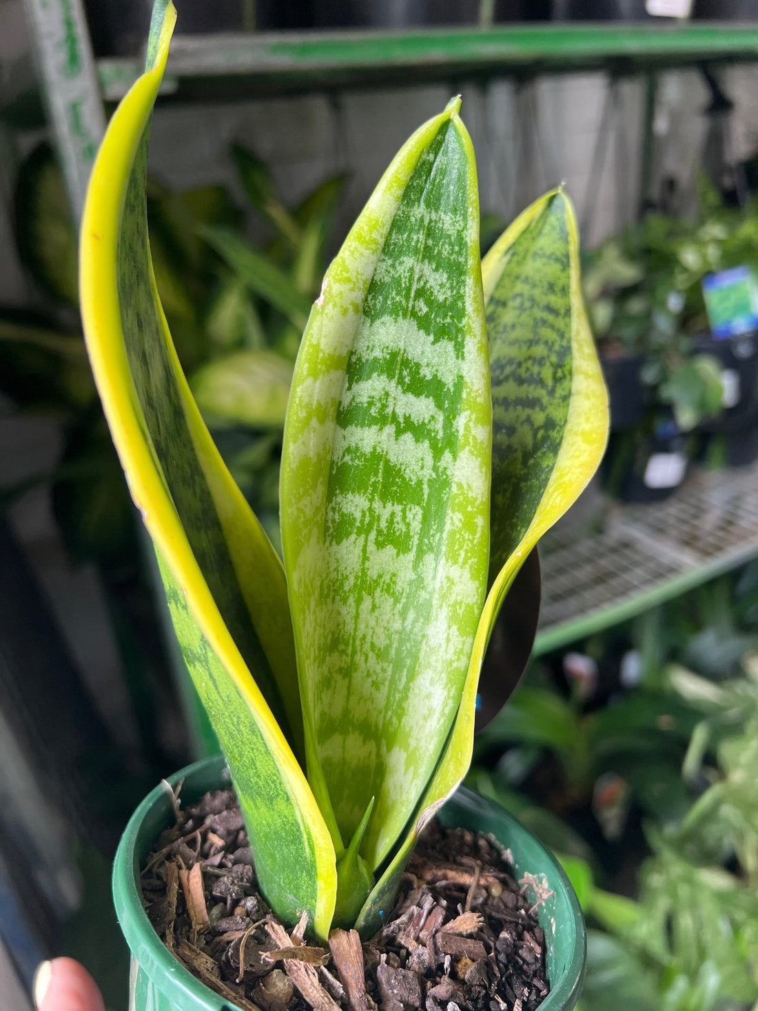 Assorted Snake Plant (Sansevieria spp.) - Ladybird Nursery