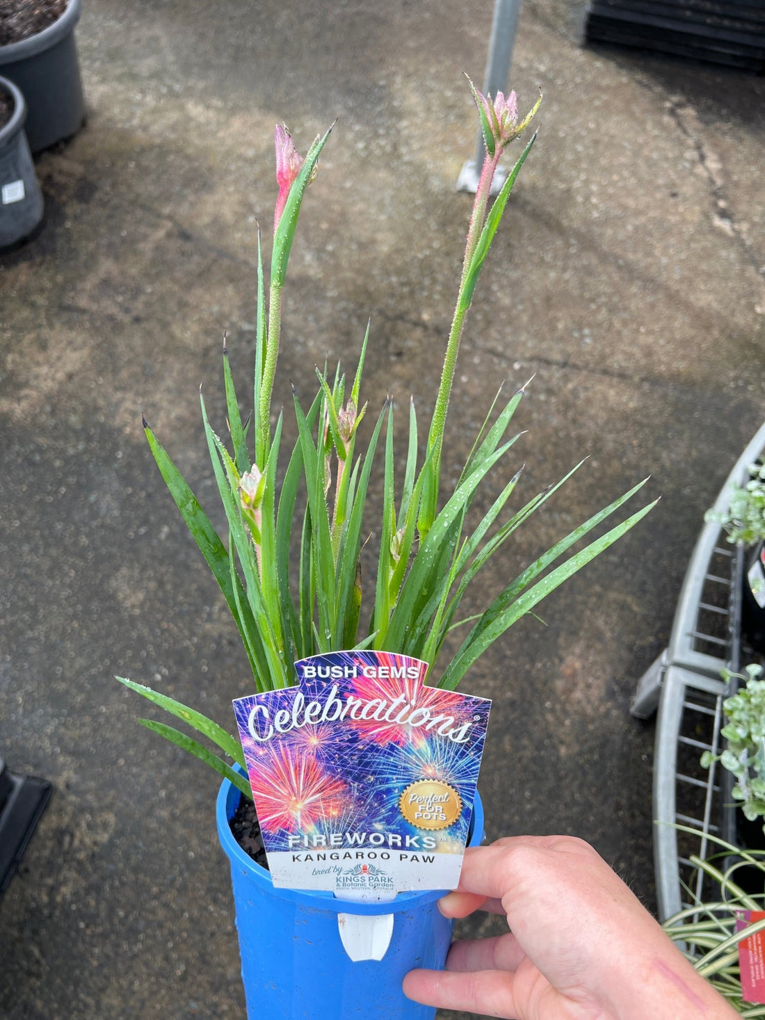 Kangaroo Paw 'Celebrations Fireworks' (Anigozanthos) - Ladybird Nursery