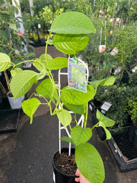 Passionfruit 'Giant Granadilla' - Ladybird Nursery