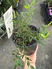 Grevillea 'Forest Rambler' groundcover - Ladybird Nursery