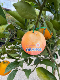 Orange 'Washington Navel' 330mm (Pickup Only)