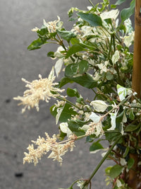 Amaranthus 'Fluffy Duck' - Ladybird Nursery
