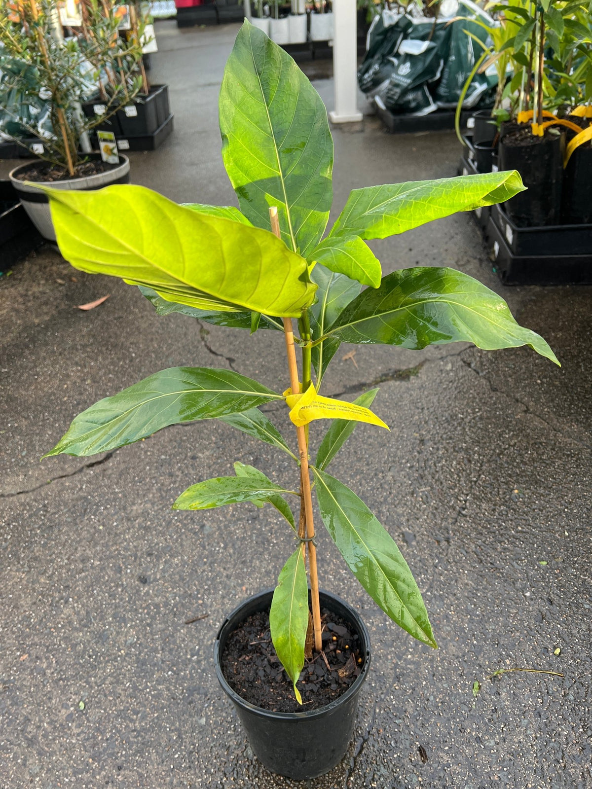 Noni Fruit - Ladybird Nursery