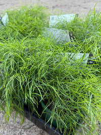 Acacia 'Limelight' (Acacia cognata) - Ladybird Nursery