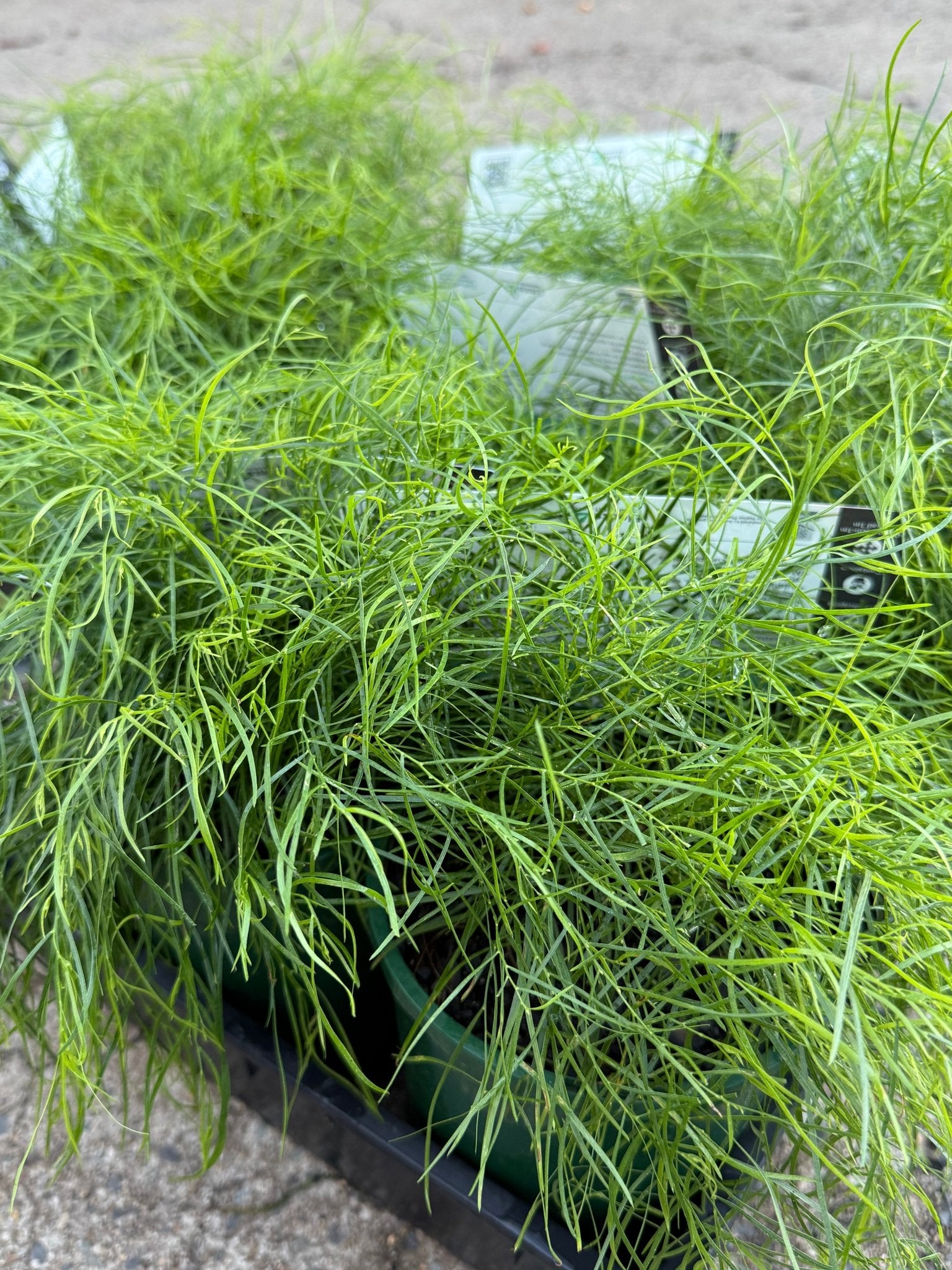 Acacia 'Limelight' (Acacia cognata) - Ladybird Nursery