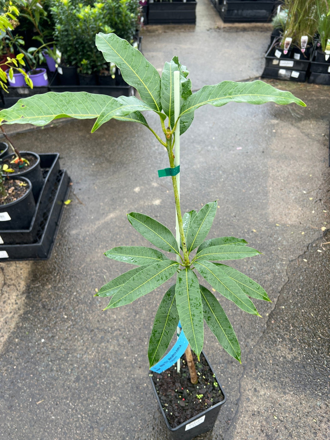 Mango 'Pico' - Ladybird Nursery