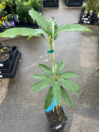 Mango 'Pico' - Ladybird Nursery