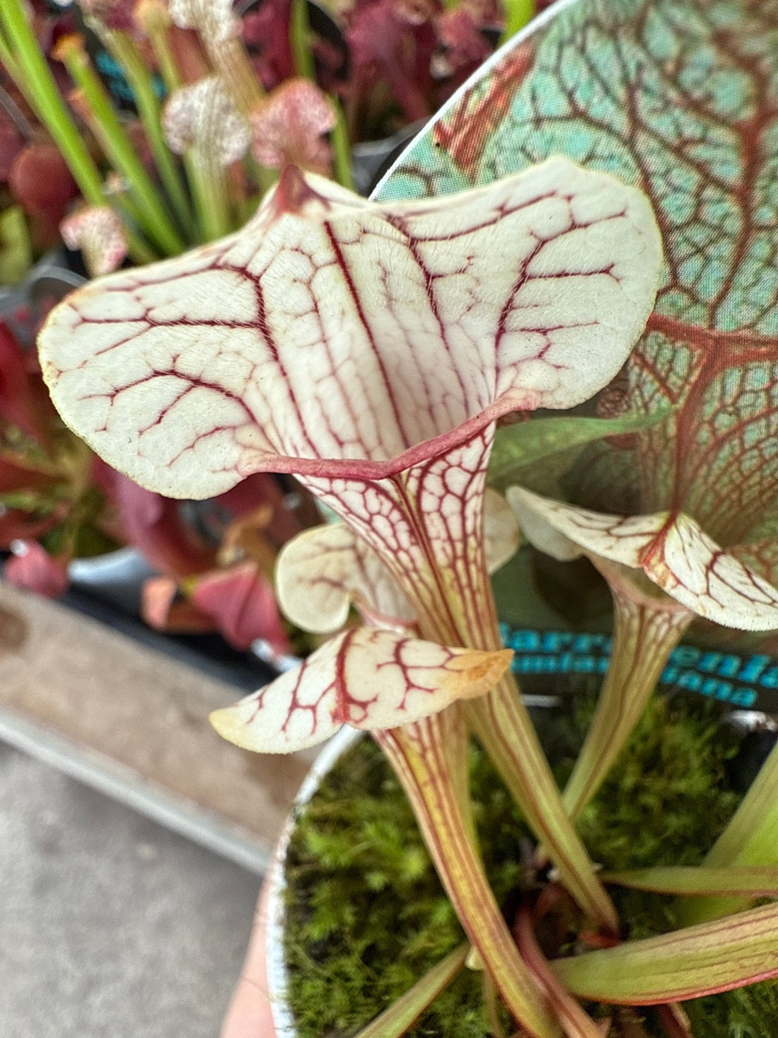 Pitcher Plant (Sarracenia umlauftiana) - Ladybird Nursery