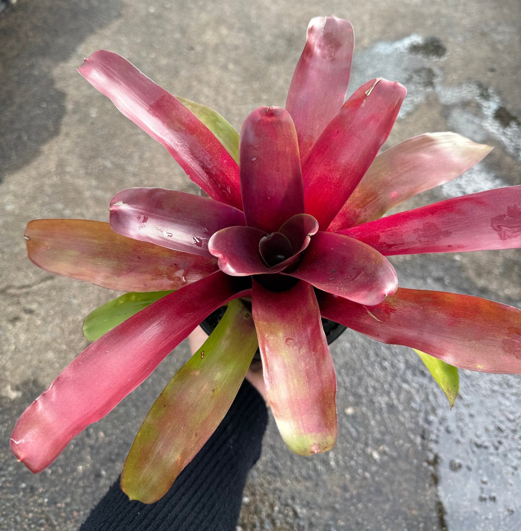 Bromeliad (Neoregelia compacta) - Ladybird Nursery