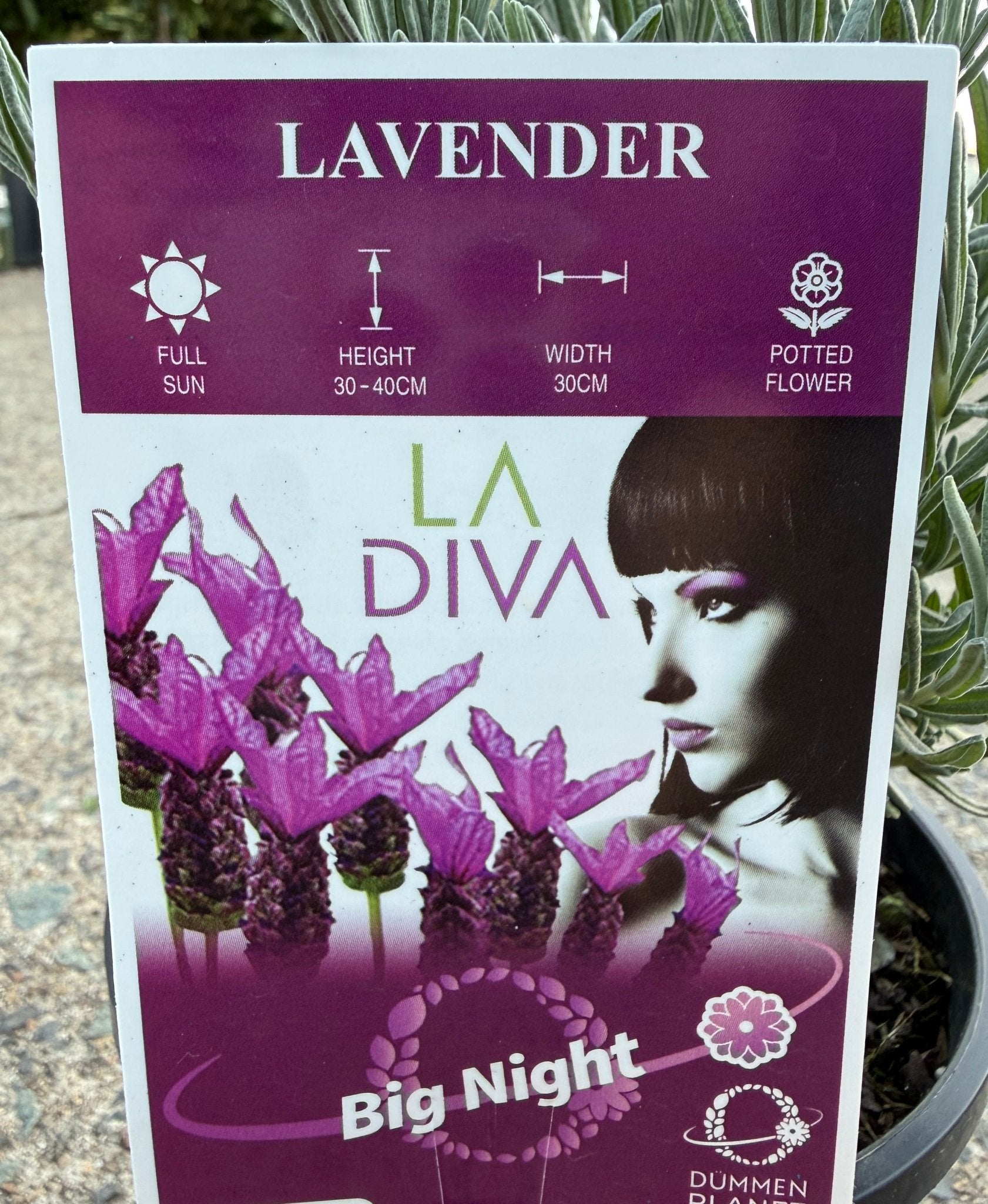 Lavender - LaDiva Big Night (Lavandula) - Ladybird Nursery