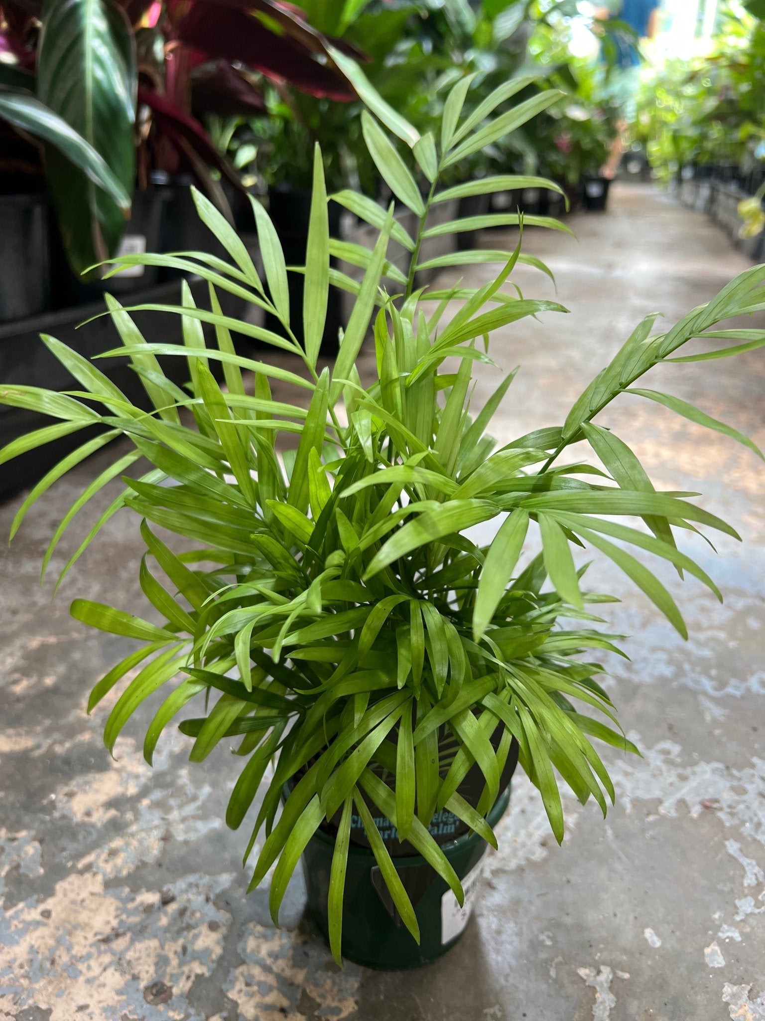 Indoor Parlour Palm - Ladybird Nursery