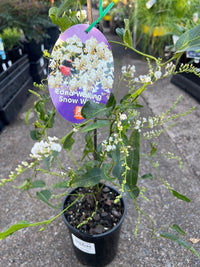 Hardenbergia ‘Edna Walling Snow White’ (Hardenbergia violacea) - Ladybird Nursery