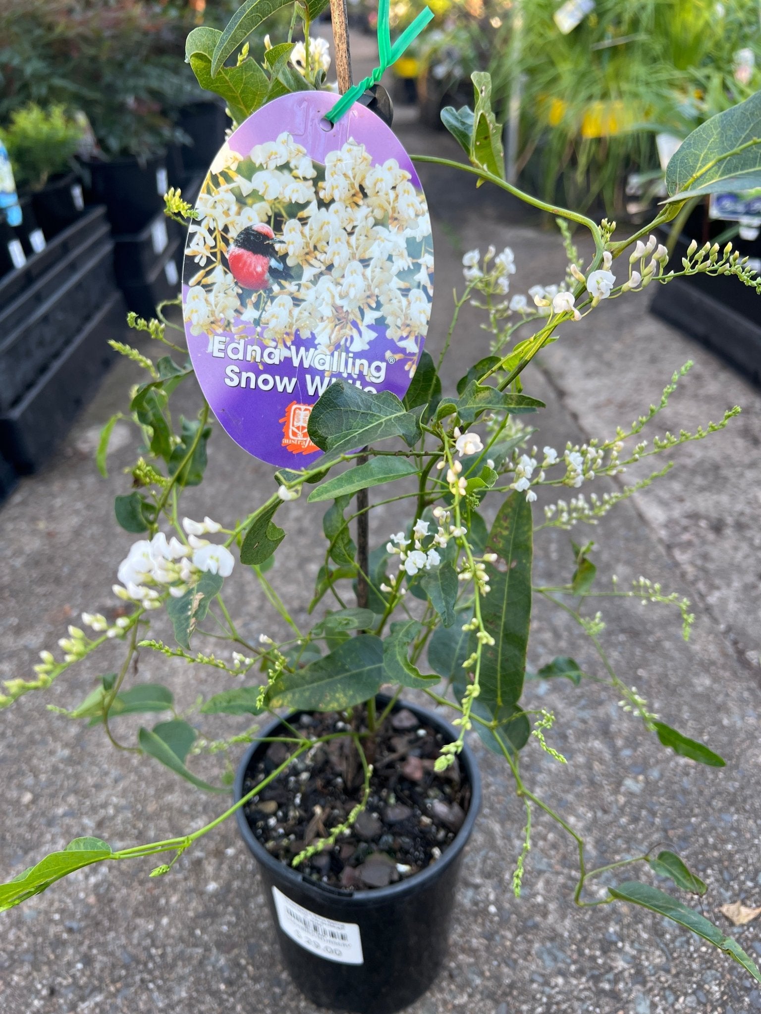 Hardenbergia ‘Edna Walling Snow White’ (Hardenbergia violacea) - Ladybird Nursery