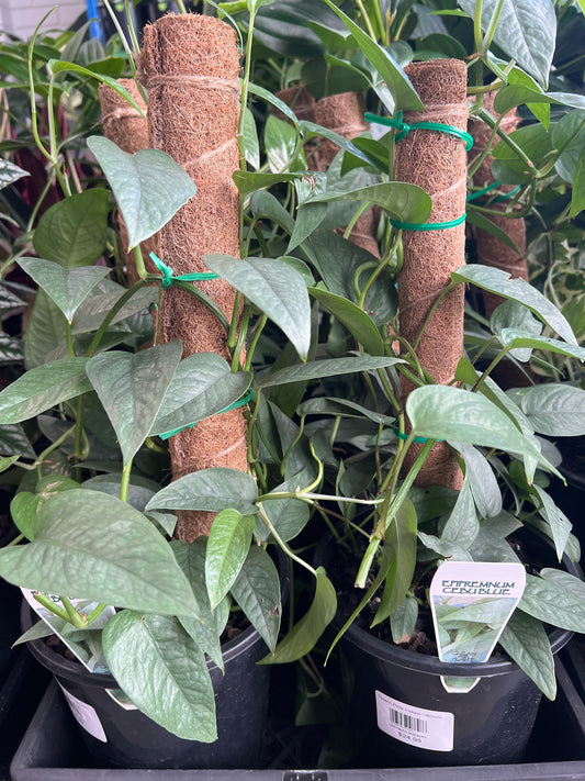 Cebu Blue Totem (Epipremnum pinnatum)