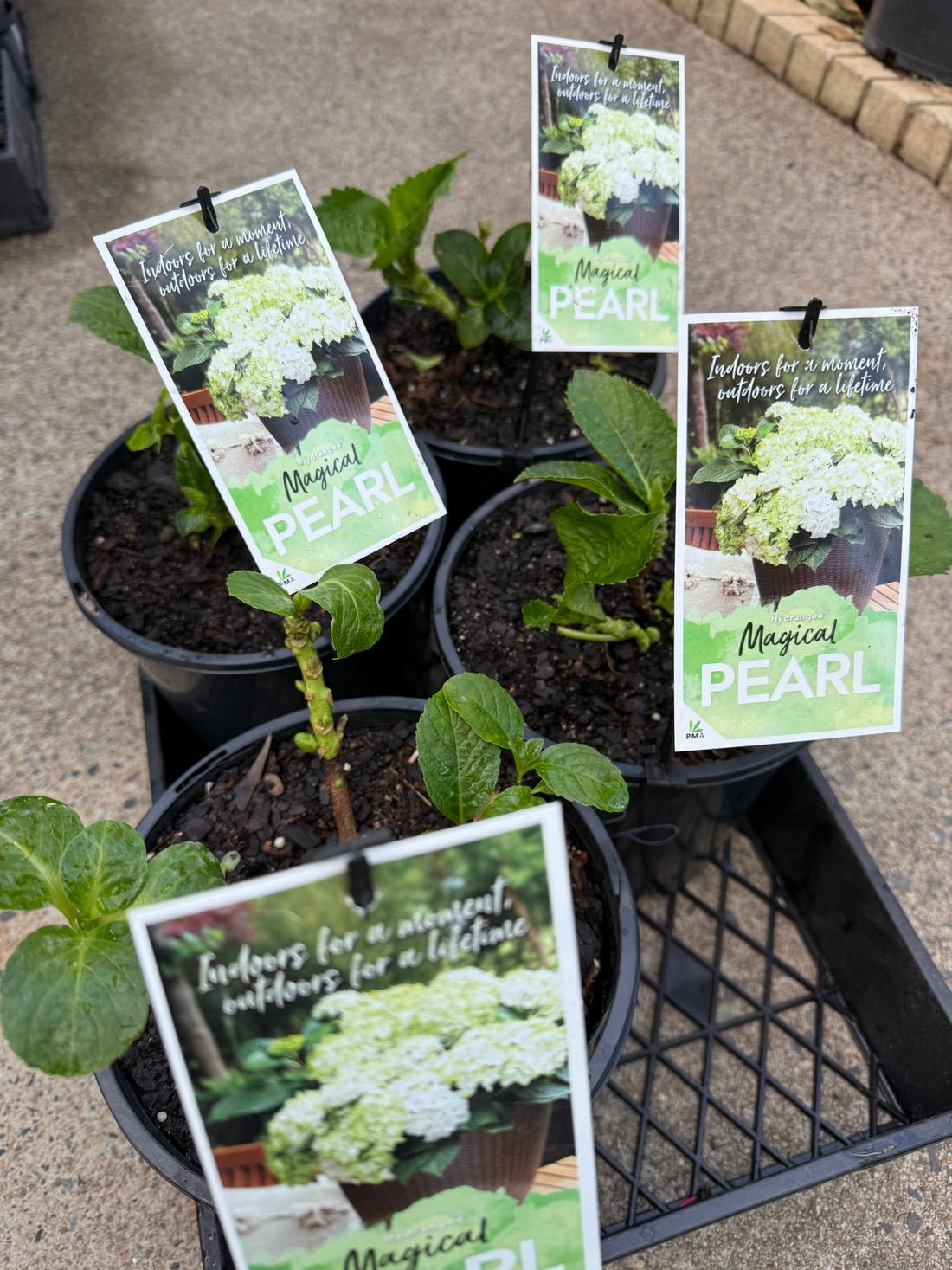 Hydrangea 'Magical Pearl' - Ladybird Nursery