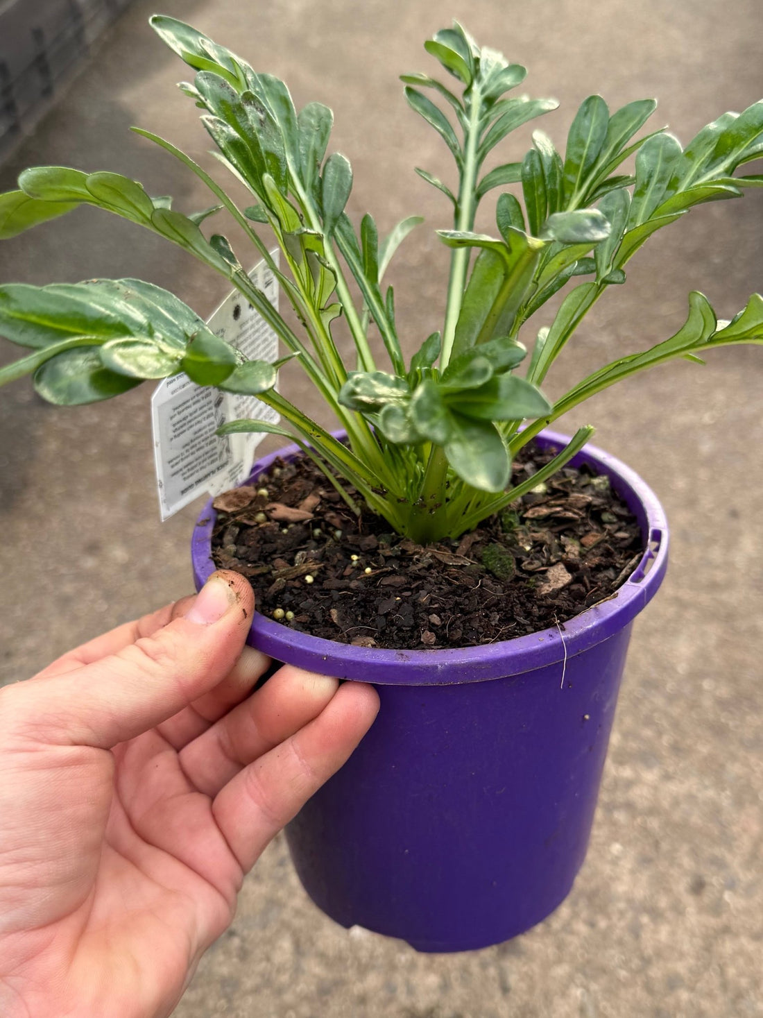 Gazania 'New Day Mix' - Ladybird Nursery