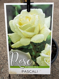 Rose 'Pascali' - 3ft Standard (PICKUP ONLY) - Ladybird Nursery