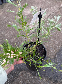 Grevillea 'Winpara Gold' - Ladybird Nursery