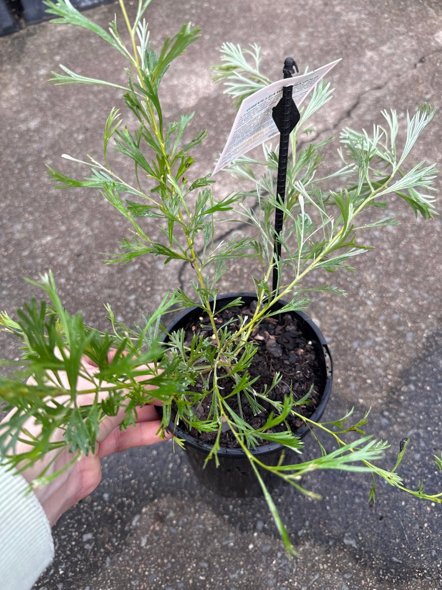 Grevillea 'Winpara Gold' - Ladybird Nursery