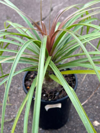 Pony Tail Palm (Beaucarnea recurvata) - Ladybird Nursery