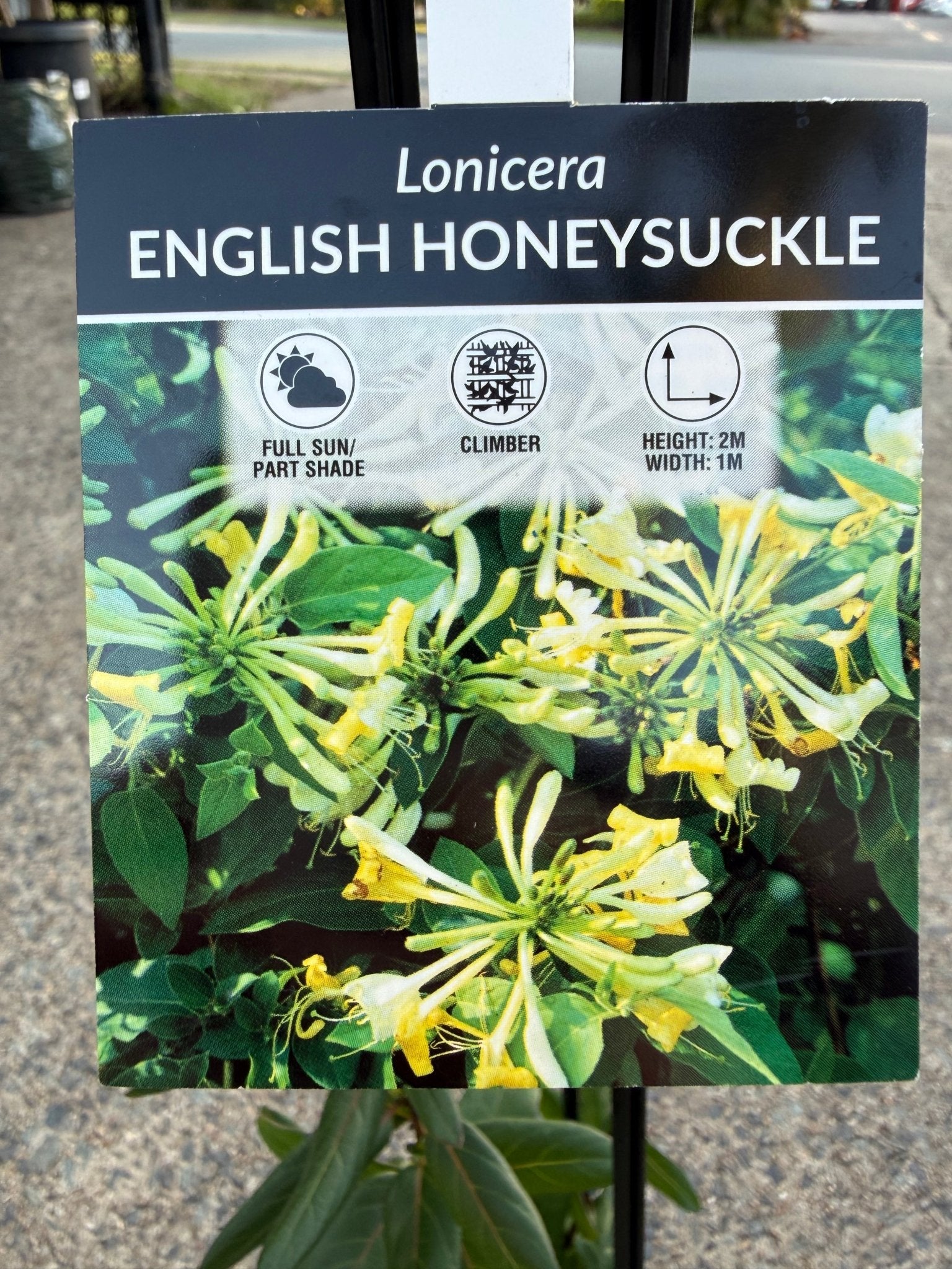 European/English Honeysuckle (Lonicera periclymenum) - Ladybird Nursery
