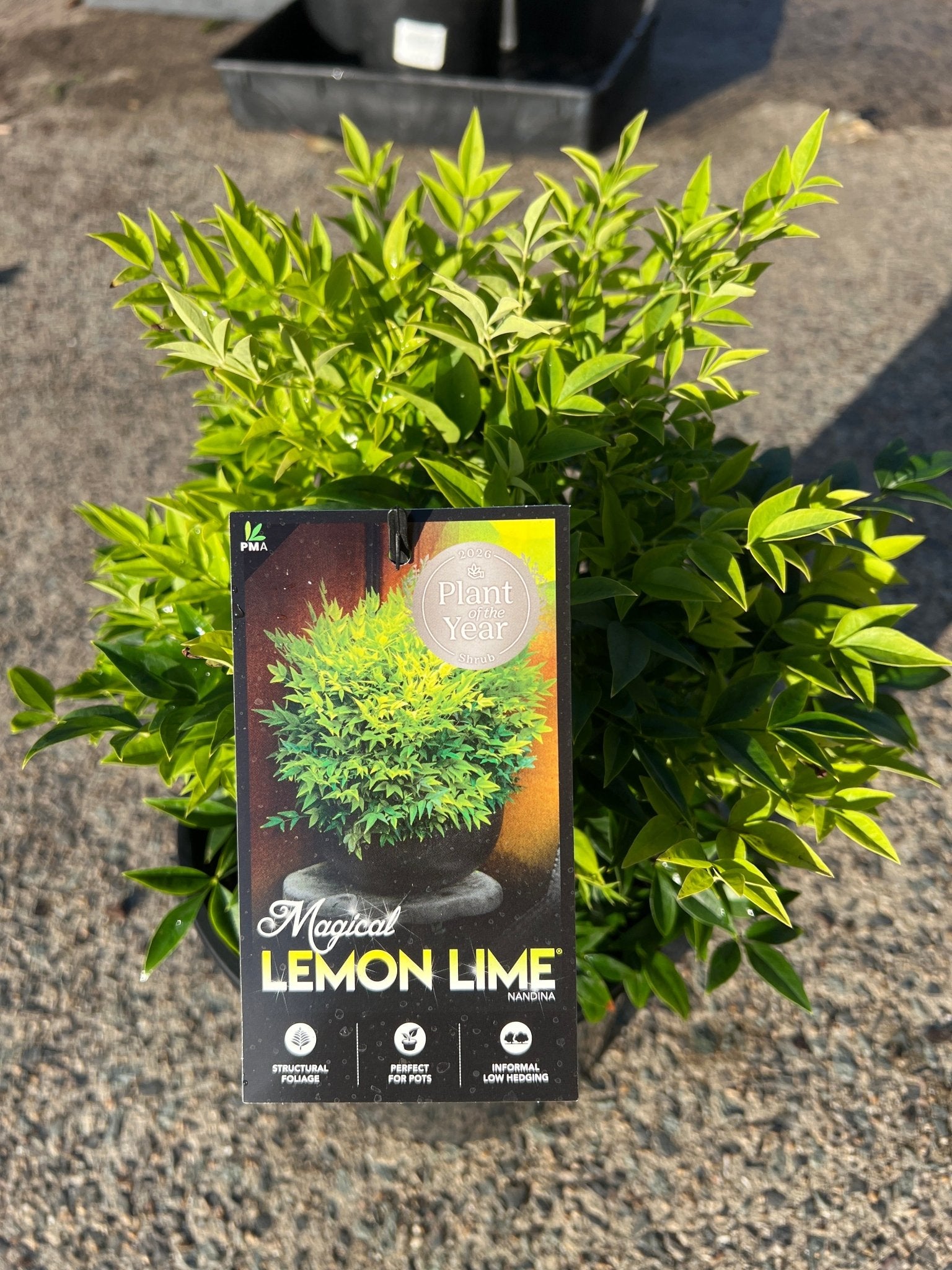 Heavenly Bamboo Magical Lemon Lime™ (Nandina domestica) - Ladybird Nursery