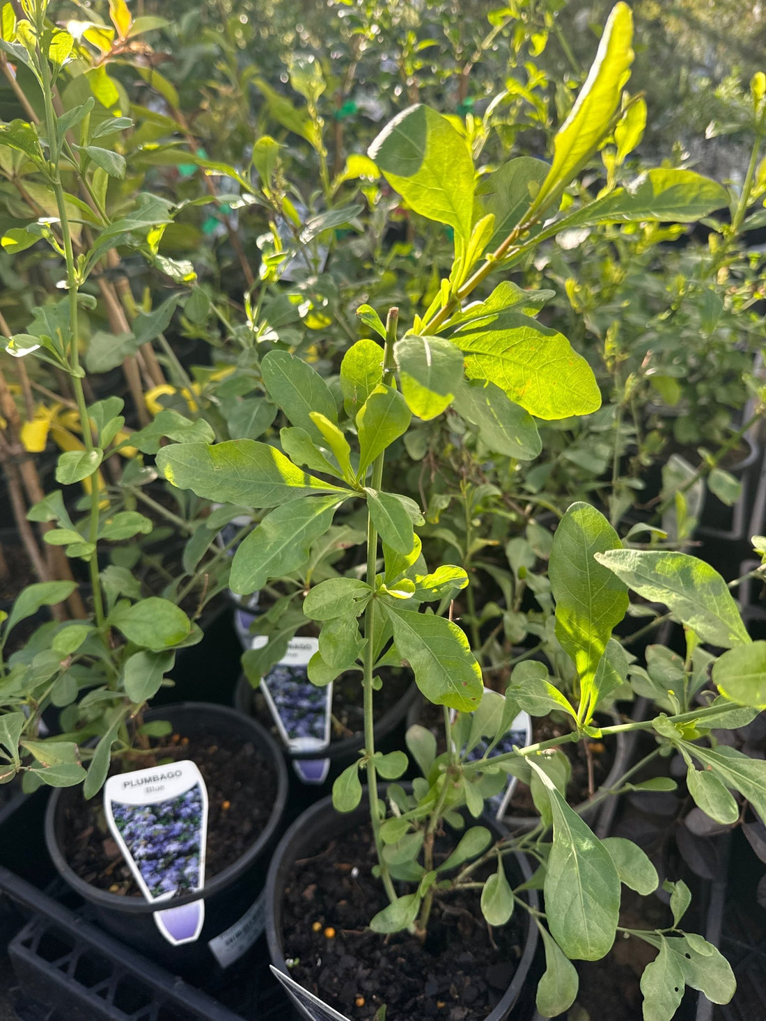 Plumbago ‘Blue' - Ladybird Nursery