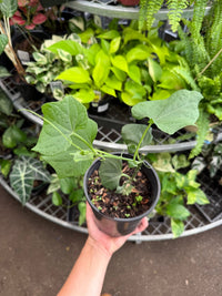 Choko Vine - Ladybird Nursery