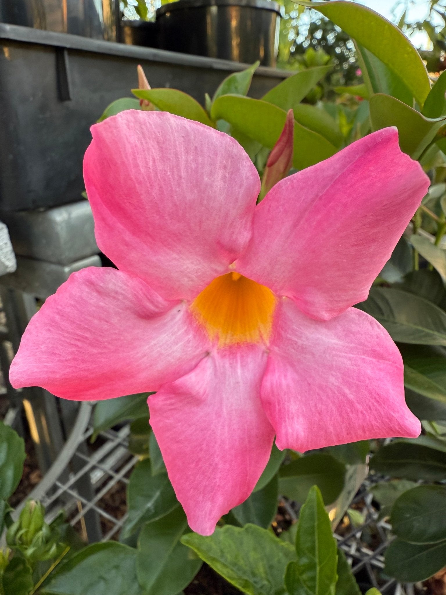 Mandevilla Guinevere (Dipladenia sanderi) - Ladybird Nursery