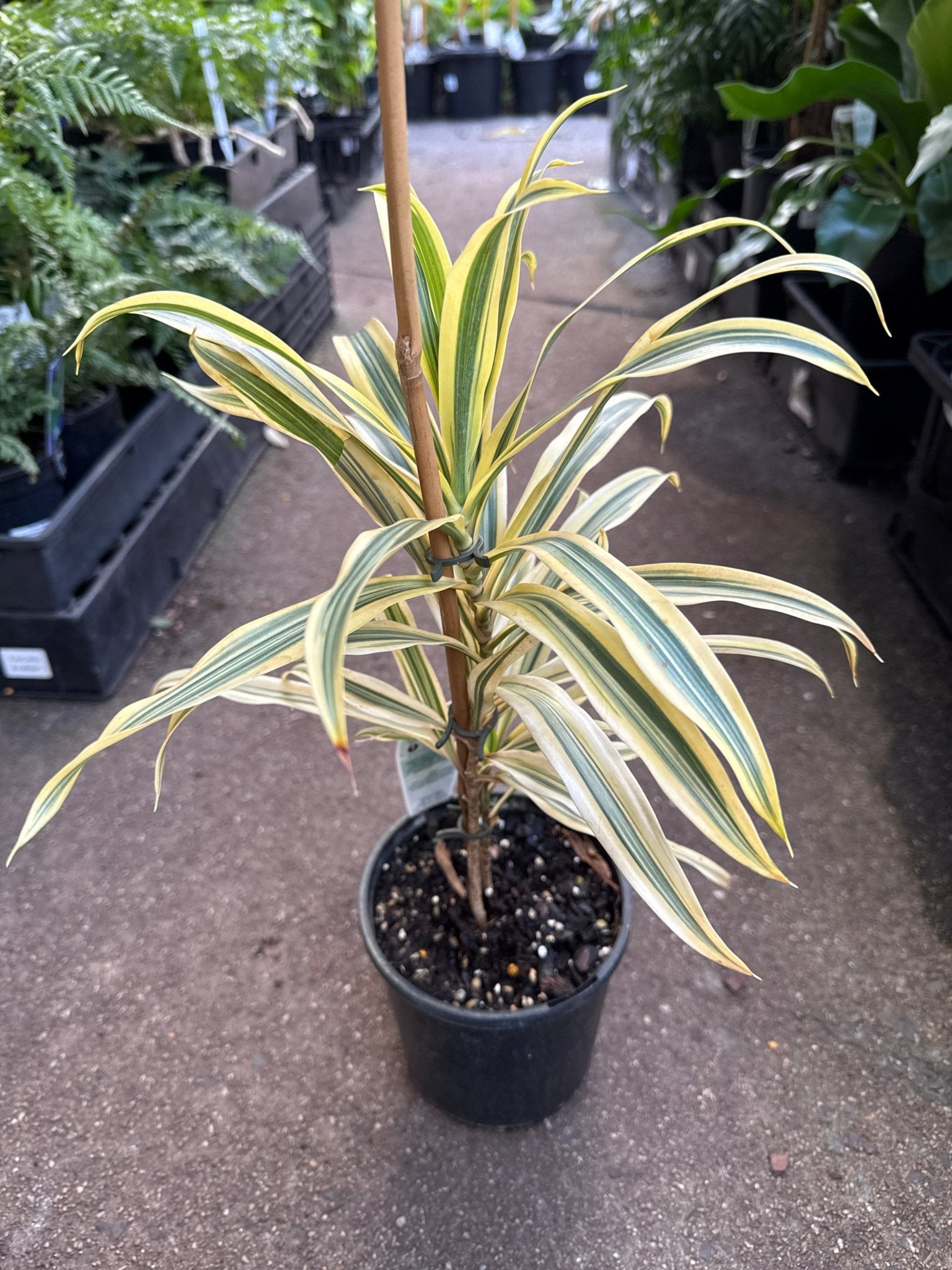 Song of India (Dracaena reflexa) - Ladybird Nursery