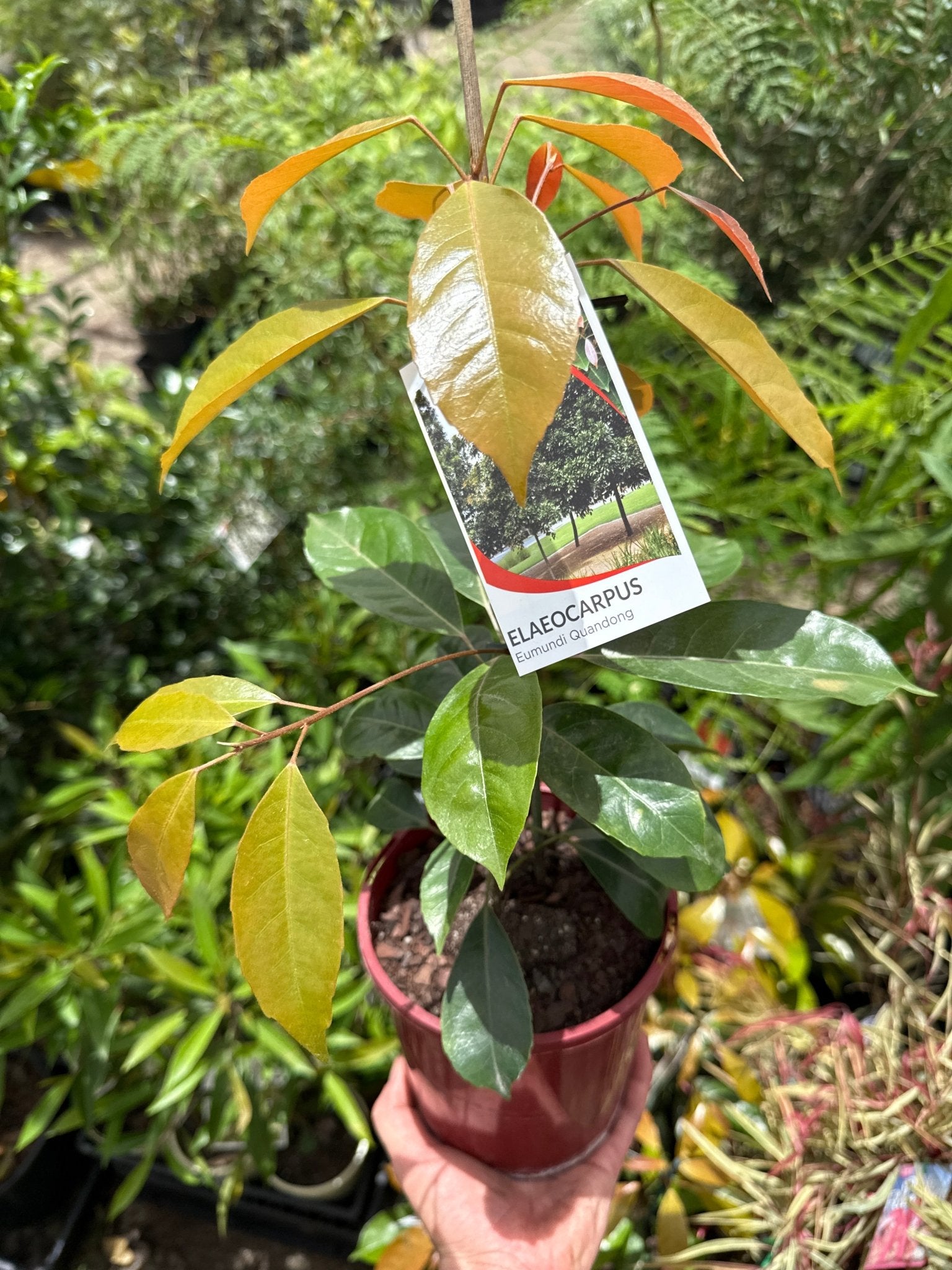 Eumundi Quandong (Elaeocarpus eumundi) - Ladybird Nursery