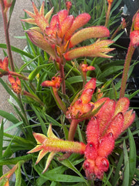 Kangaroo Paw 'Bush Flare' (Anigozanthos) - Ladybird Nursery