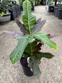 Croton 'Excellent' - Ladybird Nursery