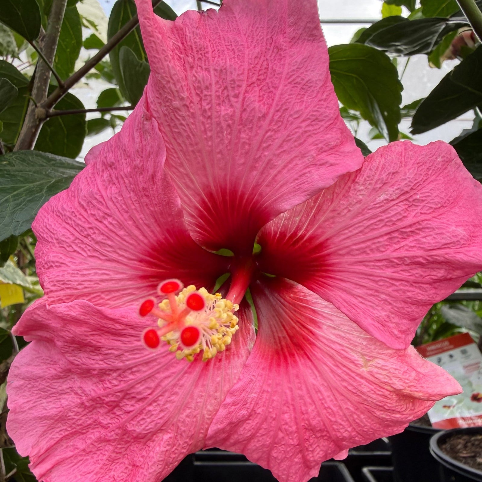 Hibiscus 'Flamenco™ Adonicus Pink' - Large - Ladybird Nursery