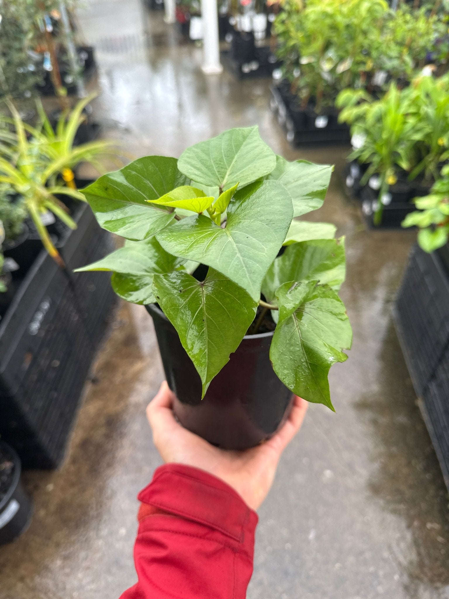 Sweet Potato 'White' - Ladybird Nursery