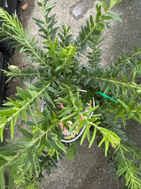 Dwarf Grevillea 'Fireworks' - Large - Ladybird Nursery