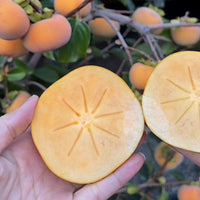 Persimmon ‘Fuyu’ (Non-Astringent) - Ladybird Nursery