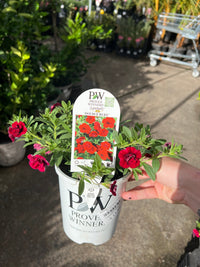 Calibrachoa Superbells® 'Double Ruby' - Ladybird Nursery