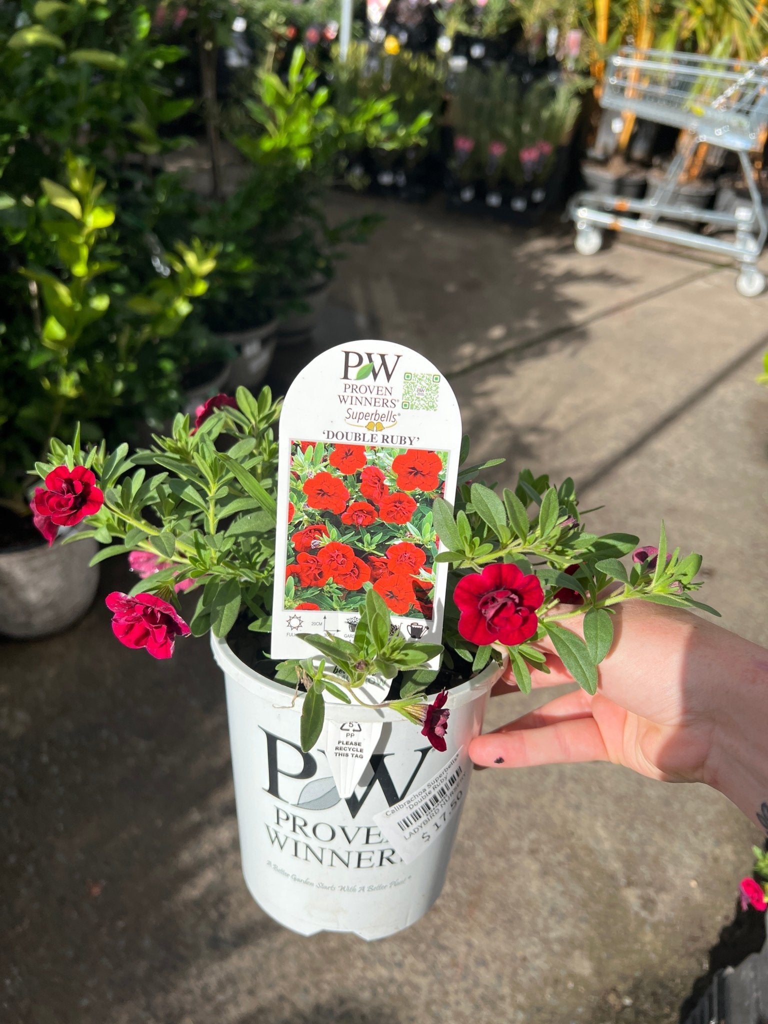 Calibrachoa Superbells® 'Double Ruby' - Ladybird Nursery