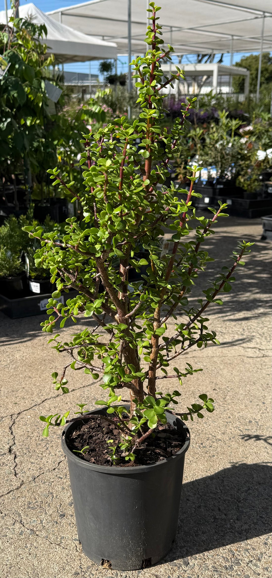 Jade Plant (Portulacaria Afra)