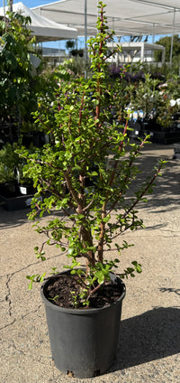 Jade Plant (Portulacaria Afra)