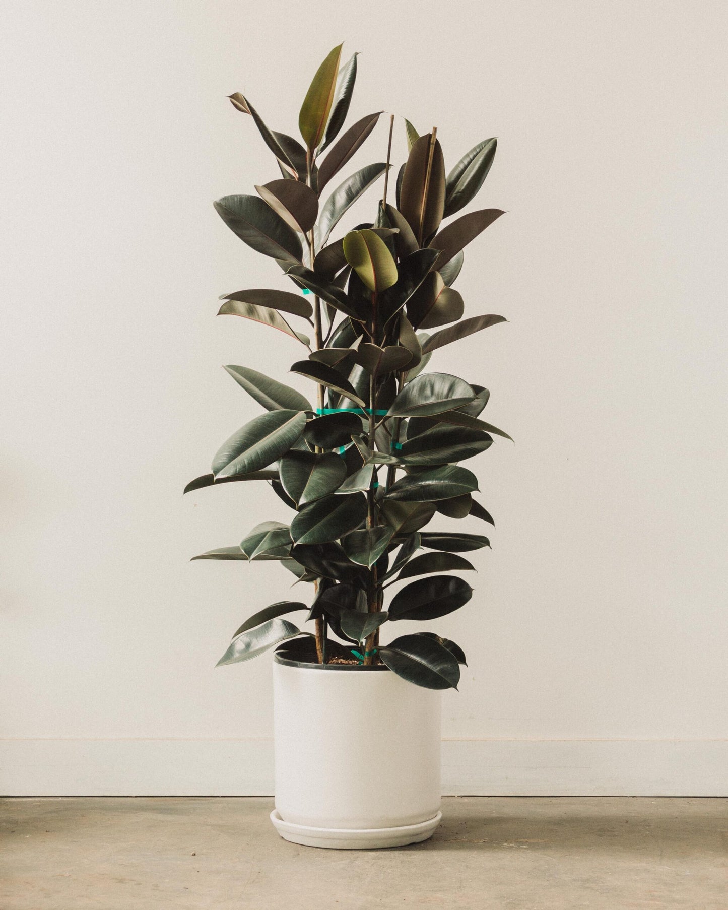 Decora Rubber Plant (Ficus elastica)